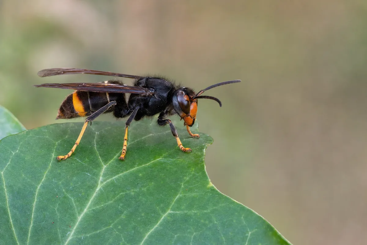 Control de avispa asiática (velutina) en Martorell